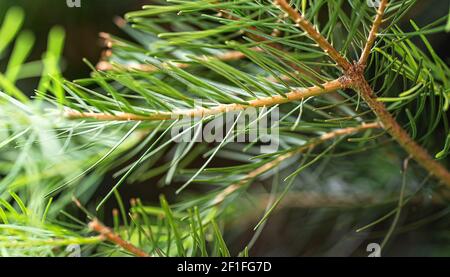 Giovane abete verde che cresce sul ramo di conifere, ragno piccolo che riposa al ramoscello, dettaglio macro closeup con profondità di campo poco profonda - solo alcuni aghi Foto Stock