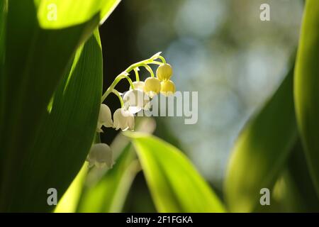 Il giglio della valle nella foresta Foto Stock