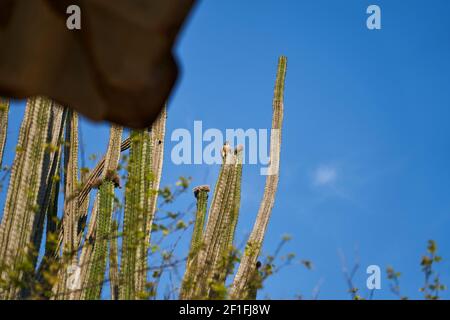 Bel falco peregrino australe, Falco peregrinus cassini, seduto in alto sul cactus nel arido e arido deserto di tatacoa in Colombia, è un non migratore Foto Stock