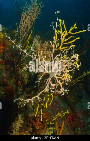 Astrospartus mediterranea, bascetstar mediterranea, Mittelmeer-Gorgonenhaupt, Tamariu, Costa Brava, Spagna, Mar Mediterraneo Foto Stock