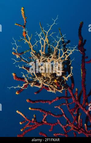 Astrospartus mediterranea, bascetstar mediterranea, Mittelmeer-Gorgonenhaupt, Tamariu, Costa Brava, Spagna, Mar Mediterraneo Foto Stock