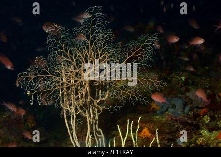 Astrospartus mediterranea, bascetstar mediterranea, Mittelmeer-Gorgonenhaupt, Tamariu, Costa Brava, Spagna, Mar Mediterraneo Foto Stock