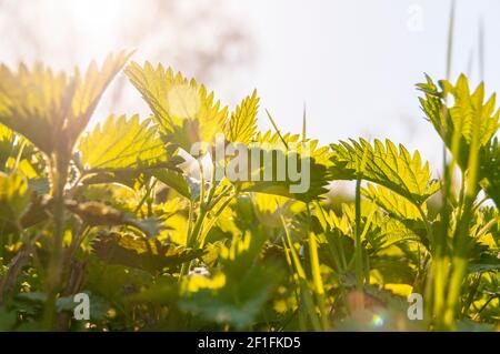 Primi germogli di piante che crescono al sole di primavera. Simbolo di primavera e pianta growth. Ortica foglie Foto Stock