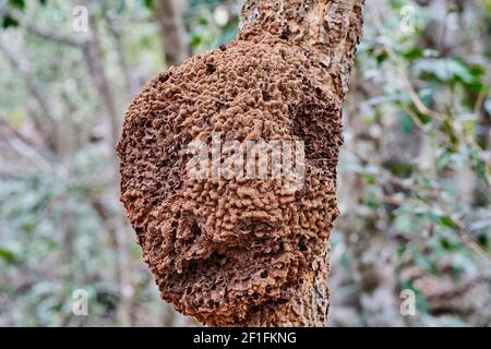 Dettagli di un nido di api selvatiche su un albero d'attualità esotico al buraco das aras, Brasile, Sud America, con una superficie molto robusta e testurizzata pattugliatore Foto Stock