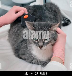 Veterinario pettinatura dei capelli degli animali domestici sulla scrivania da ufficio veterinario, primo piano Foto Stock