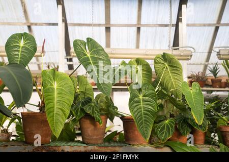 Alocasia con foglie verdi in vasi di fiori di terracotta serra Foto Stock