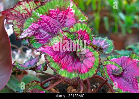 Rex Begonia, di colore rosa e verde, si presenta sfocato sfondo frondoso -02 Foto Stock