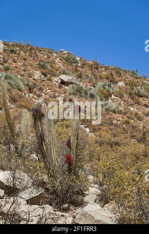 Cactus alto e spiritoso con fiori di rosso scuro in un arido e arido paesaggio desertico delle montagne delle Ande nel deserto di atacama in Cile, Sud America Foto Stock