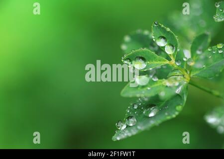 Giorno della Terra. Concetto ecologico. Foglie verdi con gocce d'acqua su sfondo verde chiaro offuscato.Beautiful natura background.Green piante Foto Stock