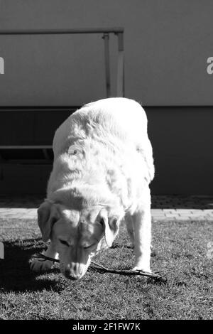 Leo Labrador Retriver Foto Stock