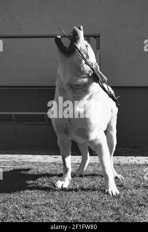 Leo Labrador Retriver Foto Stock