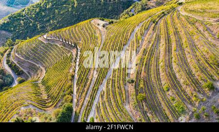 Fotografia aerea di viti su terreni coltivati in montagna Foto Stock