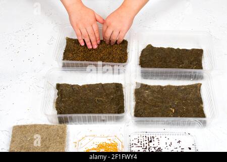 Le mani dei bambini piantano semi micro-verdi in contenitori su tappeti di lino. Semi che piantano per la crescita di microgravelli a casa. Il concetto di corretto Foto Stock