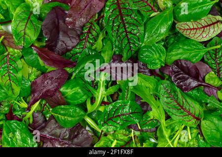 Insalata mix foglie sfondo. Insalata fresca con rucola, lattuga viola, spinaci, patatine fritte e foglie di bietole Foto Stock