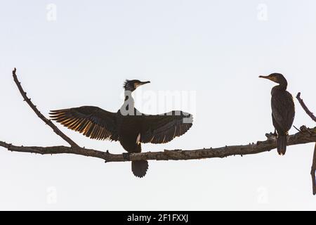 Wien, Vienna: Prendere il sole del cormorano grande (Phalacrocorax carbo) all'albero sull'isola di Donauinsel nel 22. Donaustadt, Vienna, Austria Foto Stock