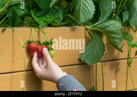 La mano della donna che raccoglie rosso, fragola matura dalla pianta nel letto rialzato del giardino Foto Stock