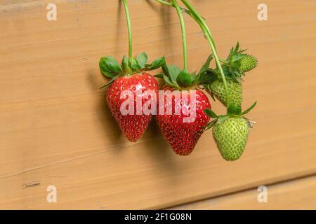 Particolare di fragole rosse e mature in letto da giardino rialzato Foto Stock