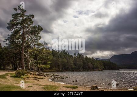 Alberi di pino sulla riva del Loch an Eilein nella foresta di Rothiemurchus nel Cairngorms National Park, Scozia con un cielo tempestoso e minaccioso Foto Stock