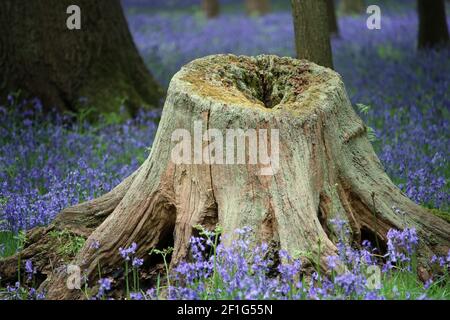 Primavera Bluebell, Hyacinthoides non scripta, legno con grande fusto di albero cavo con licheni in primo piano e alberi sfocati sullo sfondo. Foto Stock