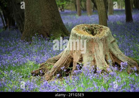 Primavera Bluebell, Hyacinthoides non scripta, legno con grande fusto di albero cavo con licheni in primo piano e alberi sfocati sullo sfondo. Foto Stock