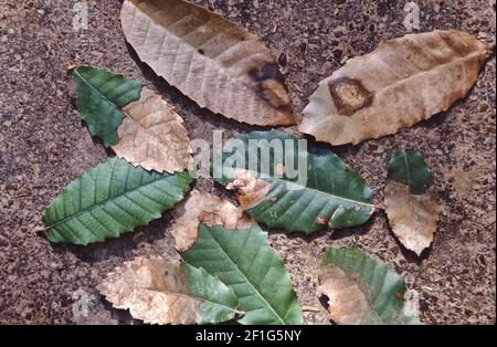 Foglie, morte improvvisa di quercia (SOD) è una malattia di Live & Tan Oak alberi 'Quercus vislizenii'. Foto Stock