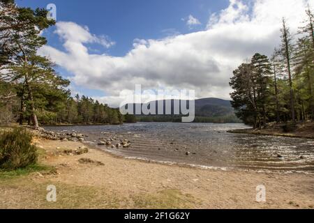 La sponda settentrionale del lago di Loch An Eilein nella foresta di Rothiemurchus nel parco nazionale di Cairngorms, Scozia, in una giornata di sole Foto Stock