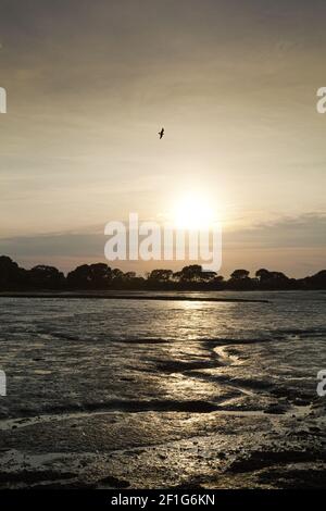 Il tramonto su West Itchenor, West Sussex UK, si è visto sulle pianure di fango del canale di Chichester con bassa marea Foto Stock