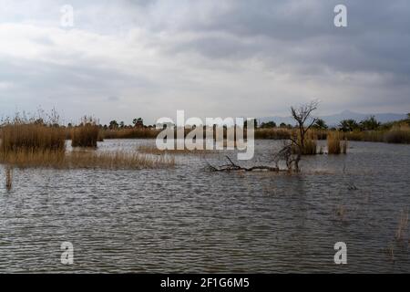 Una laguna e zone umide protette con erba esparto e alberi sotto un cielo espressivo sovrastato Foto Stock