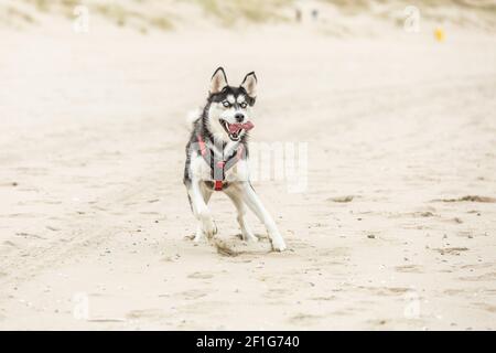 Bella giovane Husky siberiano che corre sulla spiaggia con spruzzi sabbia e lingua che pendono fuori della bocca guarda con allegro occhi blu brillante Foto Stock