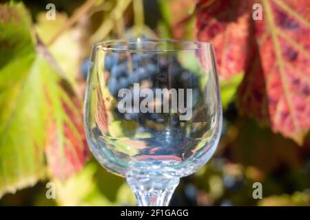 Vista attraverso un bicchiere di vino vuoto sulle uve del vigneto. Foto Stock