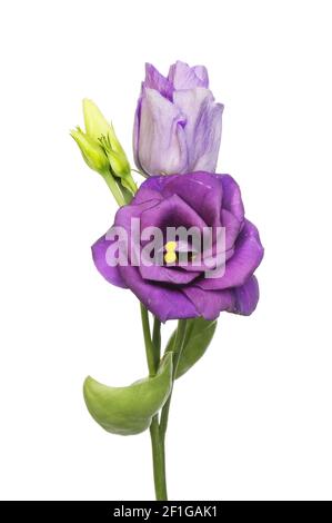 Fiori e boccioli di Lisianthus isolati contro il bianco Foto Stock