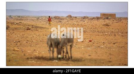 CRISI DELLA FAME IN MAURITANIA Vedi storia McCarthy Il villaggio di Glaibatt Nour, colpito dalla fame, nella siccità aftout Regione della Mauritania fotografia di David Sandison Foto Stock