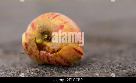 Frutta caduta: Una melo semimrotten a terra Foto Stock