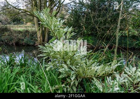 Rosacea laurocerasus variegata, un arbusto in ciliegio-alloro con variegazione in argento, Foto Stock