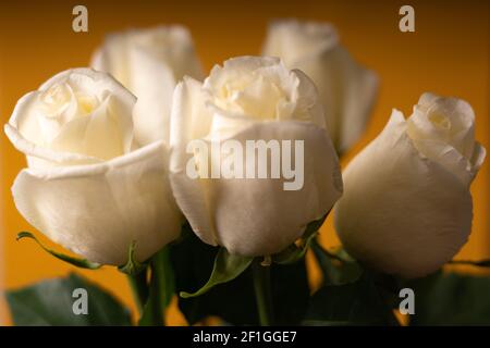 Bouquet di rose bianche su sfondo giallo. Messa a fuoco selettiva. Foto Stock