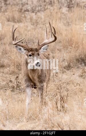 Cervo; cervo delle Whitetail; fauna selvatica; mammiferi; Montana Foto Stock