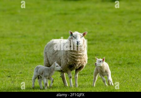 Pecora, una pecora femminile con i suoi agnelli gemelli neonatali in Springtime. Rivolto in avanti in un prato verde. Concetto: Amore di una madre. Orizzontale, spazio di copia Foto Stock