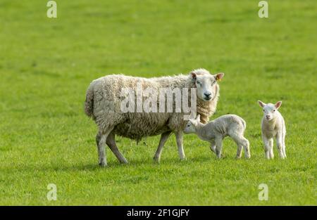 Ewe, a female sheep with her twin newborn lambs in Springtime.  Facing forward in green meadow.  Concept: a mother's love.  Landscape, Horizontal. Foto Stock