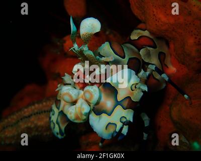 Crostacei colorati magnificamente che mangiano una stella del mare Foto Stock