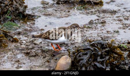 Turnstone Arenaria interpres in un piumaggio adulto che foraggia sul litorale Foto Stock