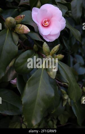 Camellia sasanqua ‘Peach Blossom’ Camellia sasanqua Peach Blossom – Shell pink semi-double flowers, March, England, UK Foto Stock