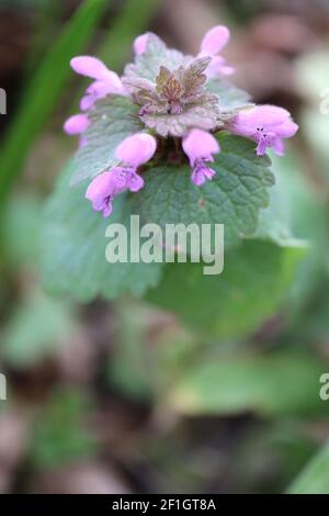 Lamium purpureum Deadortica rossa – grappolo di fiori rosa crepacci tra le foglie superiori, marzo, Inghilterra, Regno Unito Foto Stock