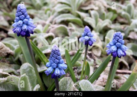 Giacinto di uva azzurra Muscari - minuscoli fiori blu pallido a forma di urna con strisce blu, marzo, Inghilterra, Regno Unito Foto Stock