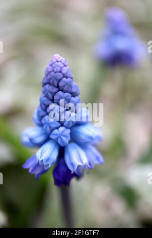 Giacinto di uva azzurra Muscari - minuscoli fiori blu pallido a forma di urna con strisce blu, marzo, Inghilterra, Regno Unito Foto Stock