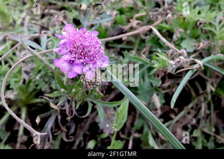 Scabiosa columbaria ‘Pink Mist’ Scabious Pink Mist – pink Pincushion flower with bending STEM, March, England, UK Foto Stock