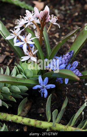 Scilla bifolia e Scilla siberica alba squill alpino e squill Siberiano bianco – squill bianco e blu, marzo, Inghilterra, Regno Unito Foto Stock