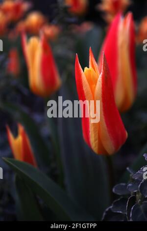 Tulipa ‘Stresa’ Kaufmanniana 12 Stresa tulip – tulipani gialli nani, colore rosso largo, marzo, Inghilterra, Regno Unito Foto Stock