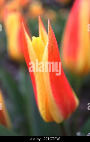 Tulipa ‘Stresa’ Kaufmanniana 12 Stresa tulip – tulipani gialli nani, colore rosso largo, marzo, Inghilterra, Regno Unito Foto Stock