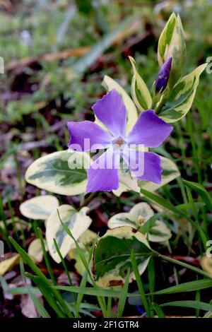 Vinca Major variegata maggiore perivinkle – fiori violetti a forma di stella e foglie variegate, marzo, Inghilterra, Regno Unito Foto Stock