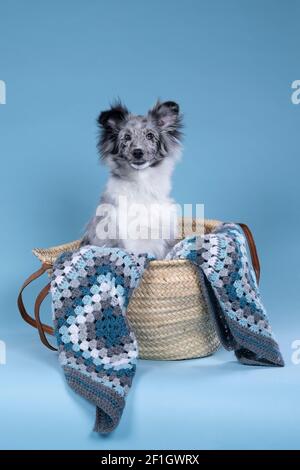 Un giovane cucciolo di shetland carino seduto in un vimini cestello con una plaid blu a crochet su sfondo blu Foto Stock